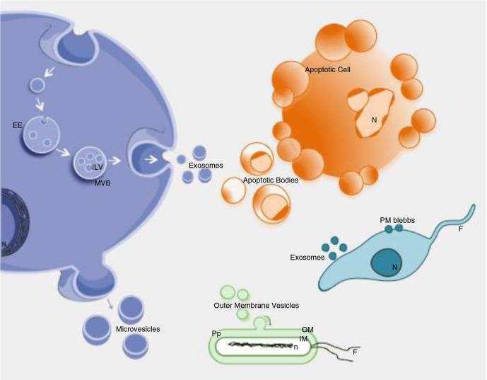 来自黄芪的植物源性细胞外囊泡，正在重新定义“补气”的生物学内涵